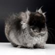 royal persian angora chinchilla ear tufts tendrils photos photographs pictures images